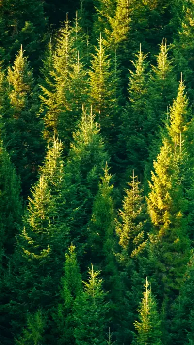 Green Forest - Screenshot 1