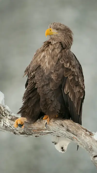 international_animal (6)