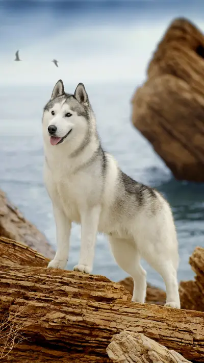 Husky cant be a police dog 67