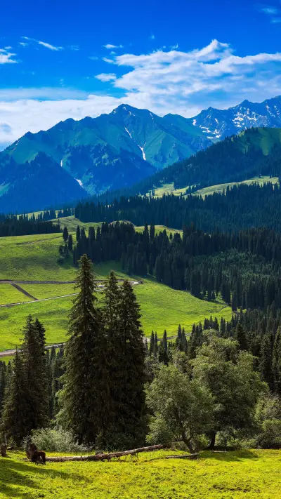 The most beautiful forest - Screenshot 1