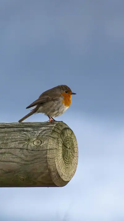 The popular mockingbird blue