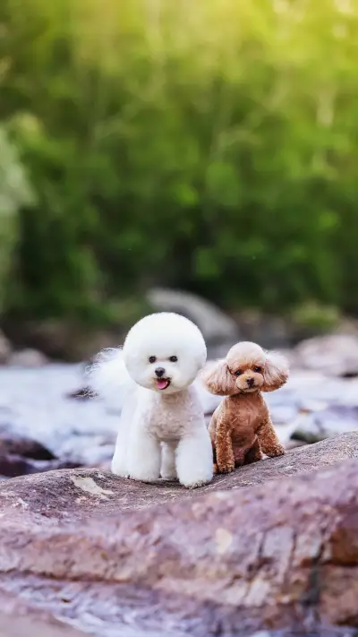 Dogs should take these behaviors seriously - Screenshot 1