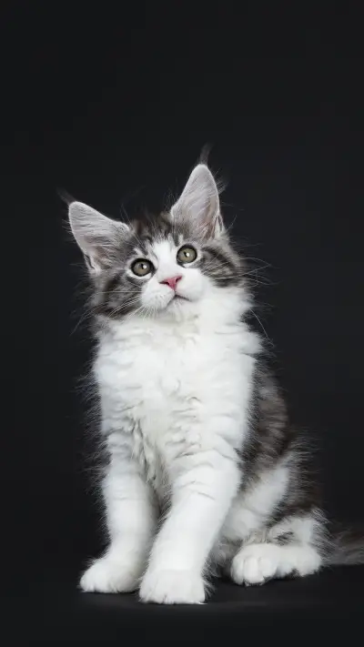 How to solve the pro