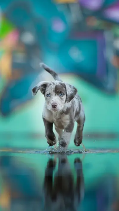 动物 - Screenshot 1