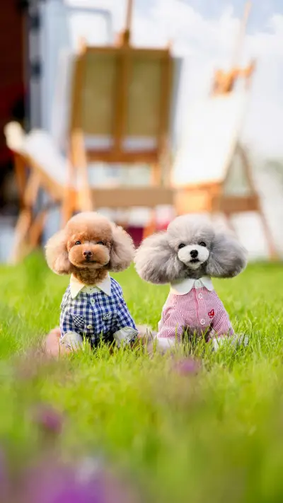 Method of training dogs 4 - Screenshot 1