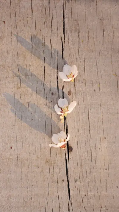 The interplay of flower shadows intertwines with gentle beau