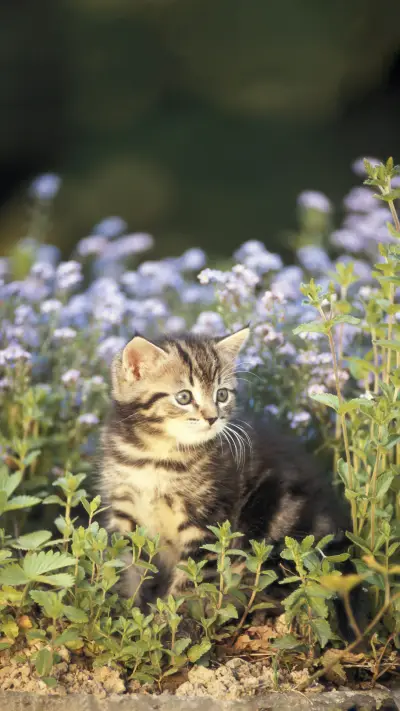 How to choose cat food correctly