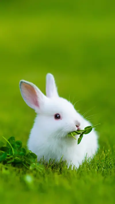 Funny Baby White Rabbit Eating Clover in Grass