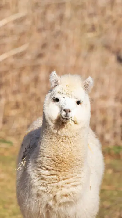 A luxury house suddenly explodes with alpacas - Screenshot 1