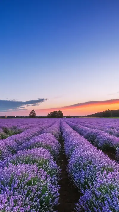 Beautiful flowers-15