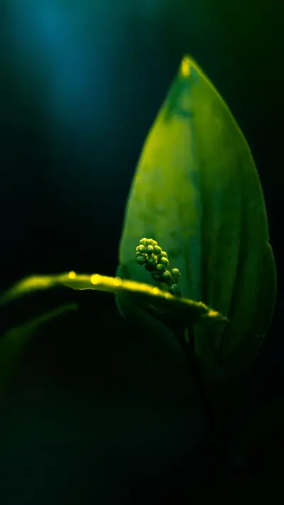 Simple and beautiful wallpapers