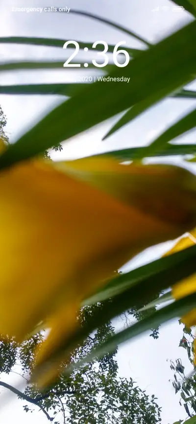 Flowers_DWM2 - Screenshot 1