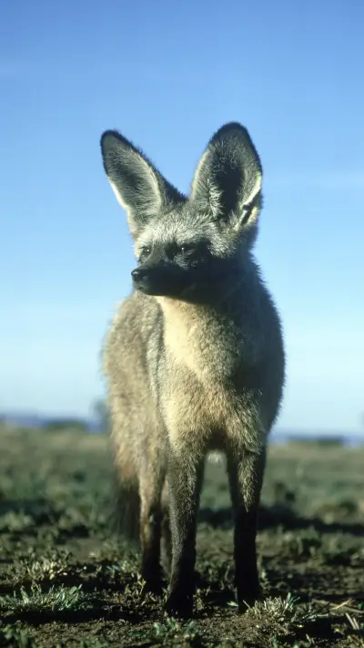 Big eared fox that looks like a bat 7