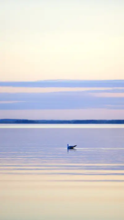 Gull on the lake