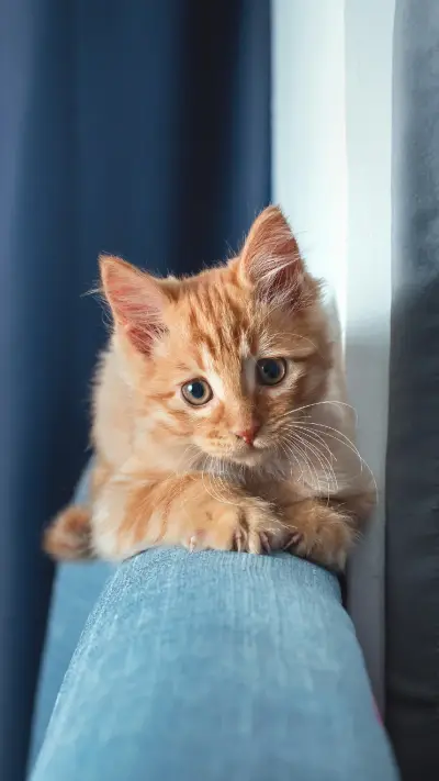 Cute Cat Lying on The Sofa - Screenshot 1