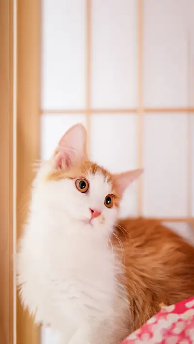 Why do cats like to sleep with their owners