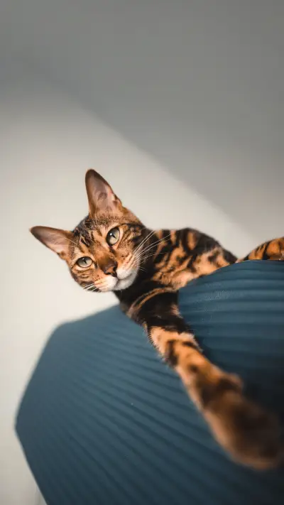 Bengal cat lies on a mat and rests