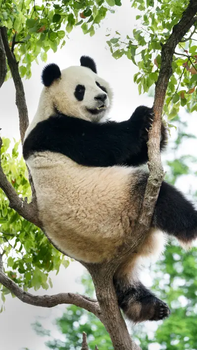 A giant panda is a bear not a cat 51