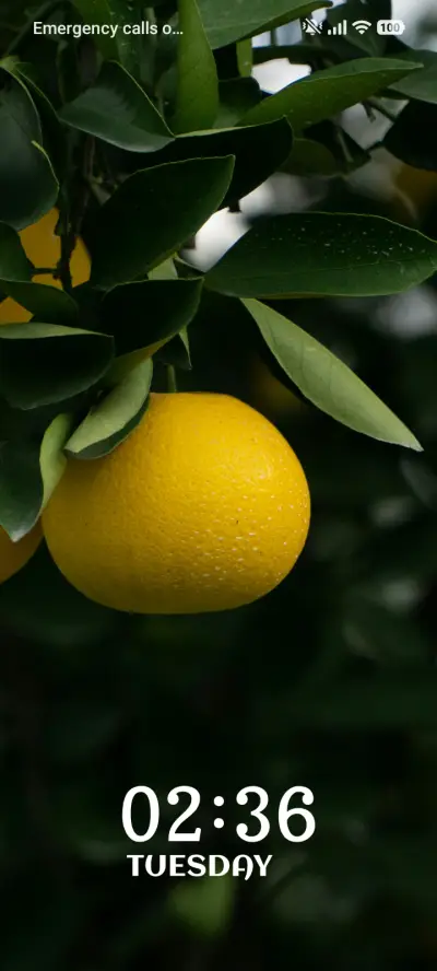 Lemon Garden - Screenshot 1