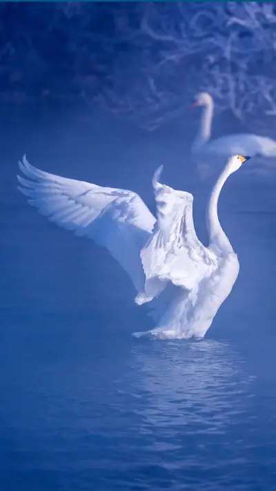 What are the birds in the stamps 6 - Screenshot 1