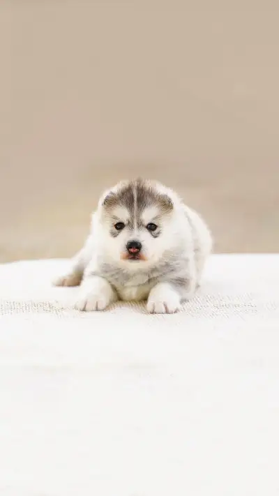 Siberian Husky puppy, Puppy lying - Screenshot 1