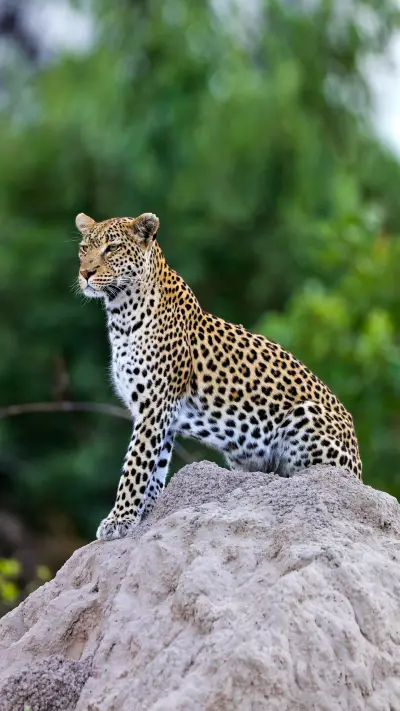 The toughest leopard 04