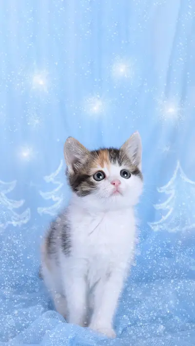 Cat naming mystery award