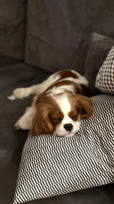 Cavalier king Charles spaniel puppy cute