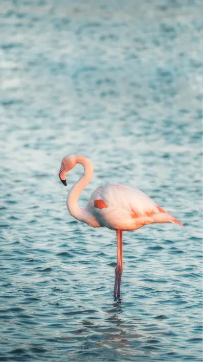 Wild pink flamingo in the natural park of Camargue - Screenshot 1