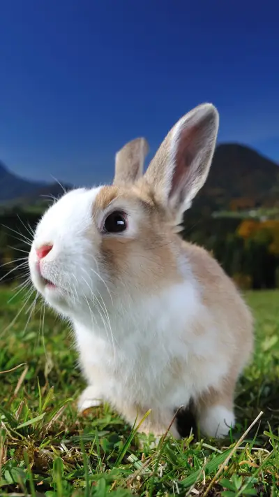 international_animal (1)