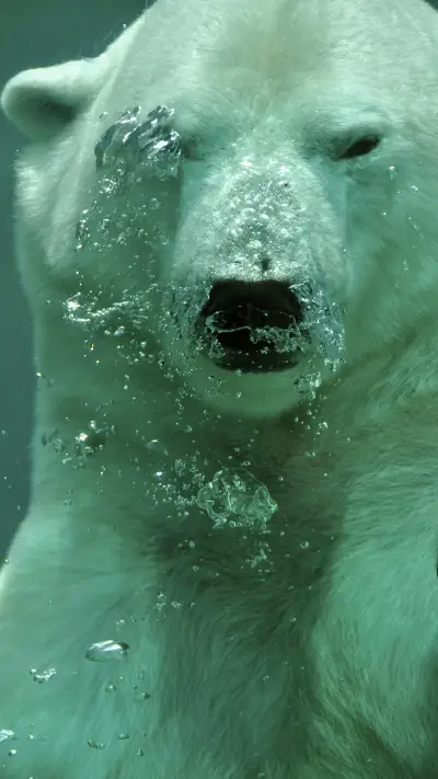 Lovely Polar Bear (6)