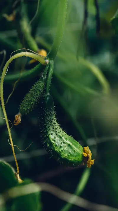Eating three melons in summer the doctor is not busy - Screenshot 1