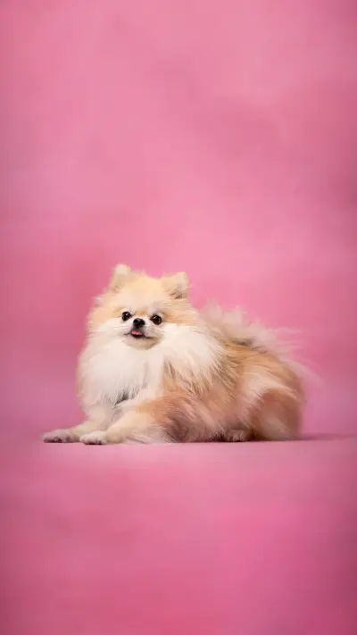 What are the key signals for bomeis recognition of the