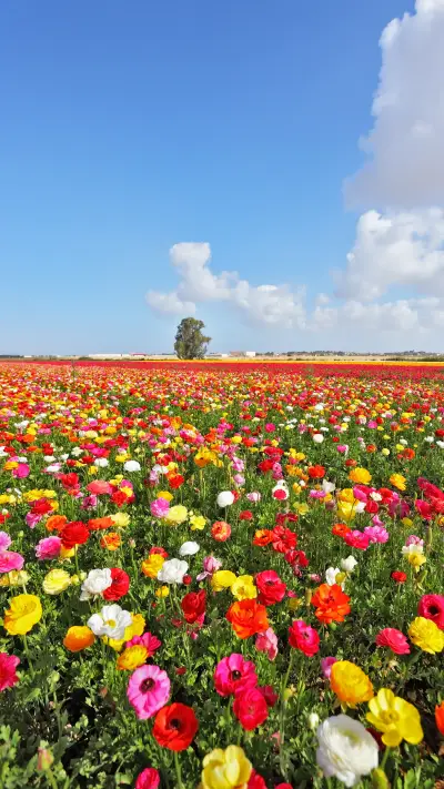 Magnificent flower fields