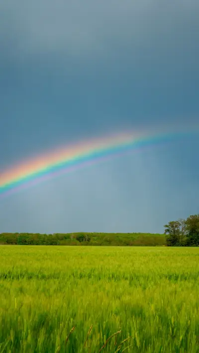 Rainbow behind the wheat field