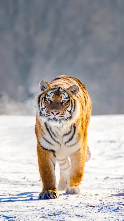 Siberian tiger walks in a snowy meadow