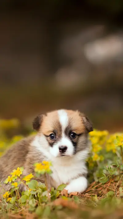A Newborn Welsh Corgi Pembroke Puppy Playing in The Field - Screenshot 1