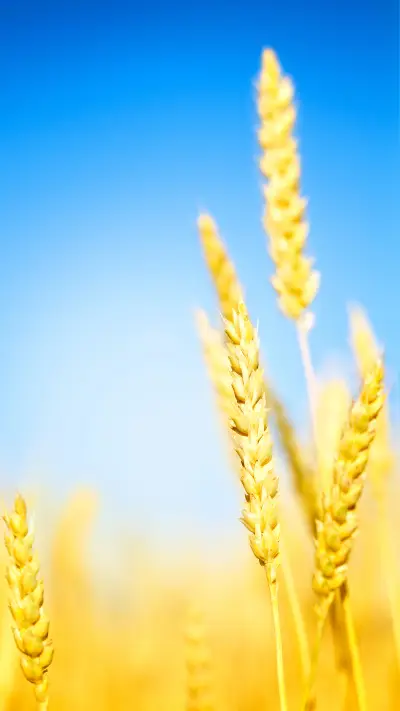 Rice grain - Screenshot 1