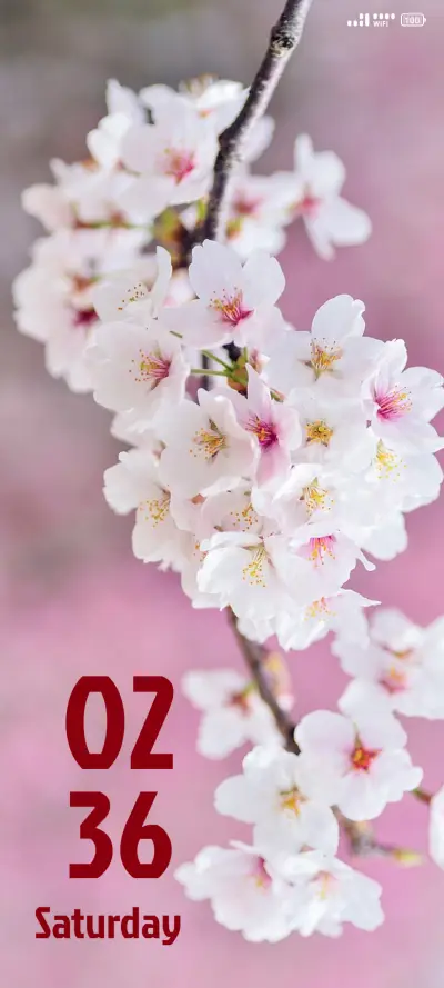 Lilly Flowers - Screenshot 1