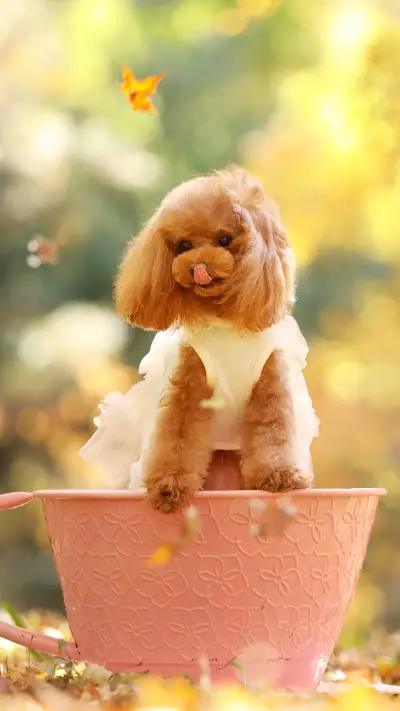 Why Dogs Stare at Their Owners 7 - Screenshot 1