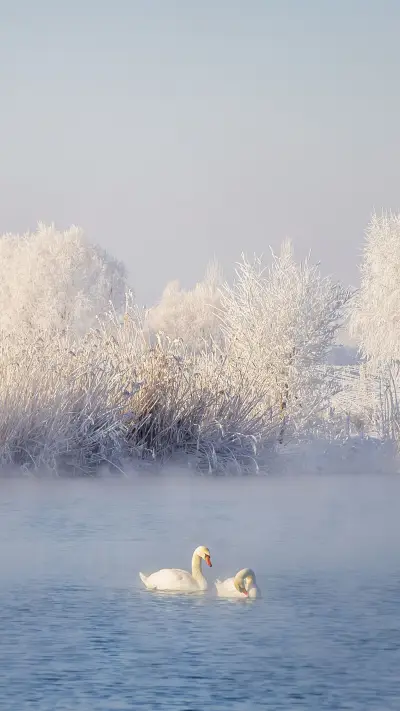 The winter holy land of swans - Screenshot 1