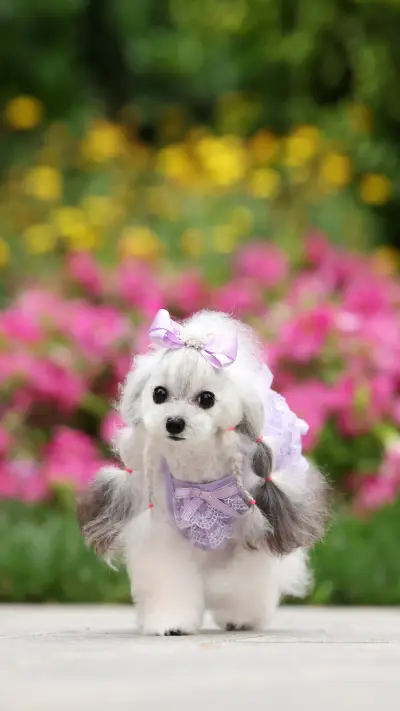 How to keep a good poodle 4