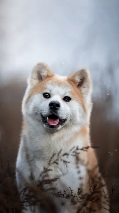 The daily troubles of shoveling feces 1