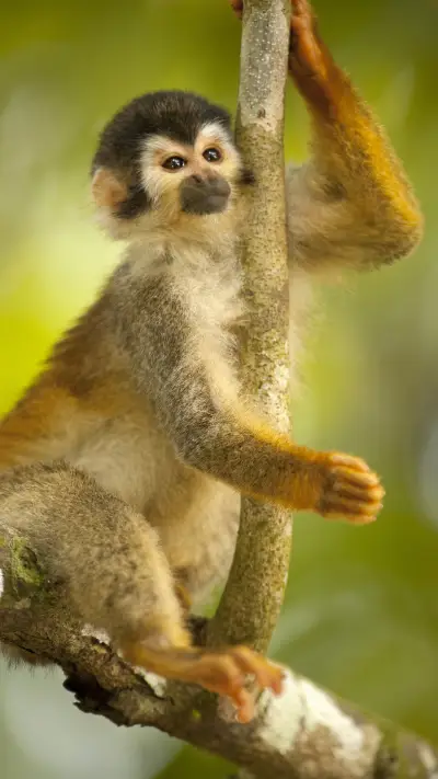 Squirrel monkey saimiri oerstedii citrinellus costa rica - Screenshot 1