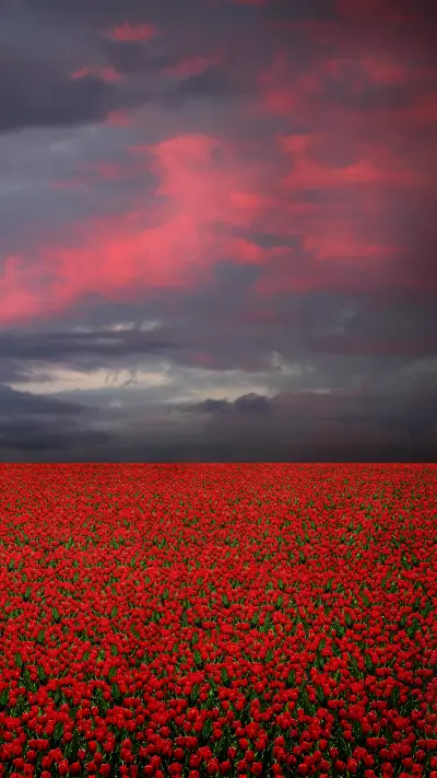 Magnificent flower fields