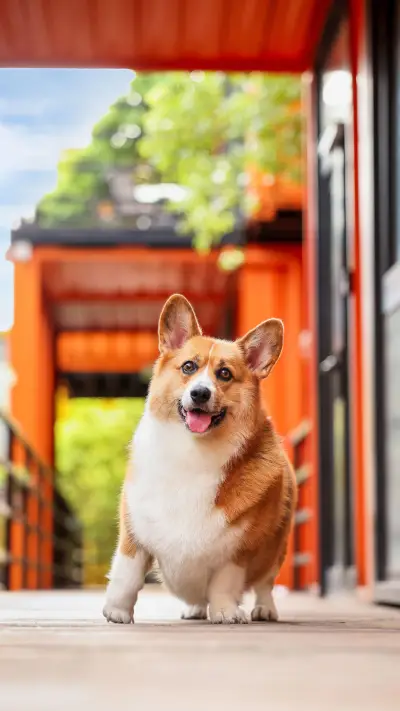 Reasons why dogs are unwilling to go home 4