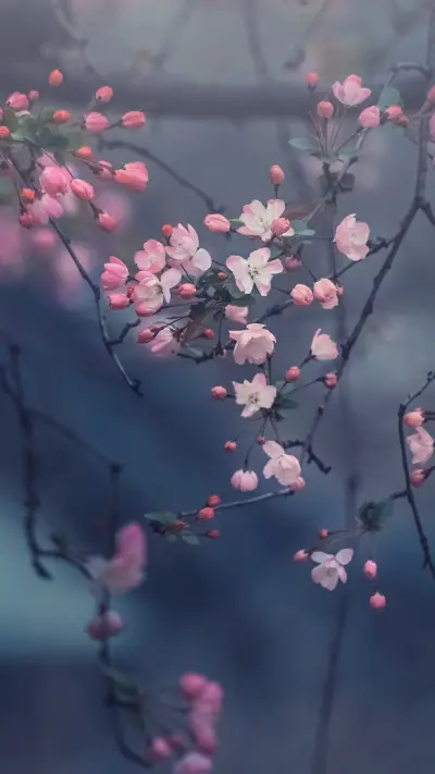 The crabapple blossoms bloom - Screenshot 1