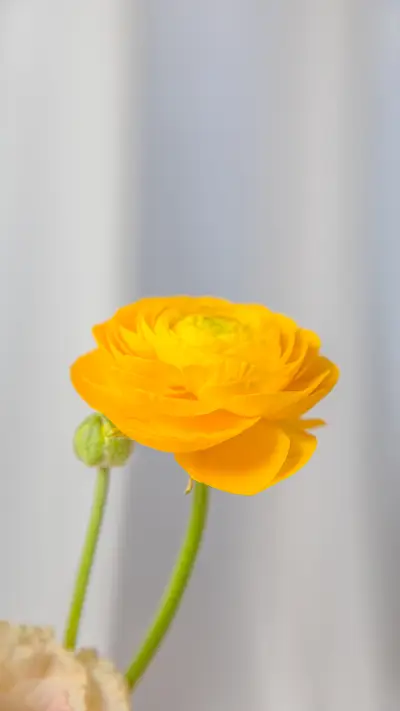 Beautiful yellow pink and white flowers in vase