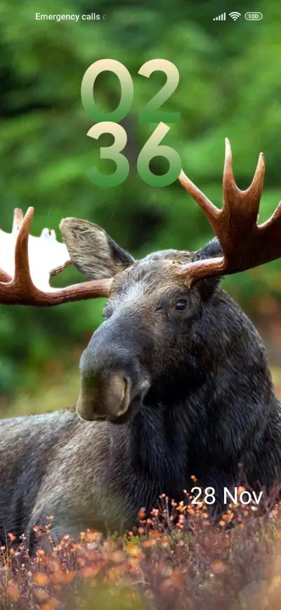 wildlife elk - Screenshot 1