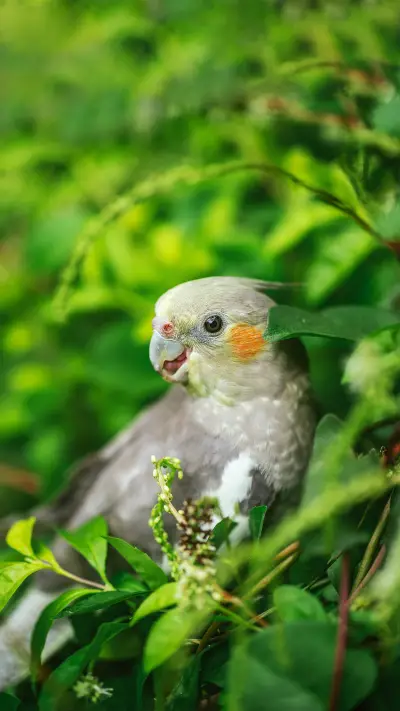 How to make friends with parrots